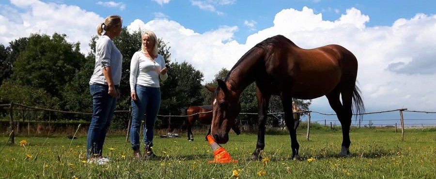 Individuele coaching